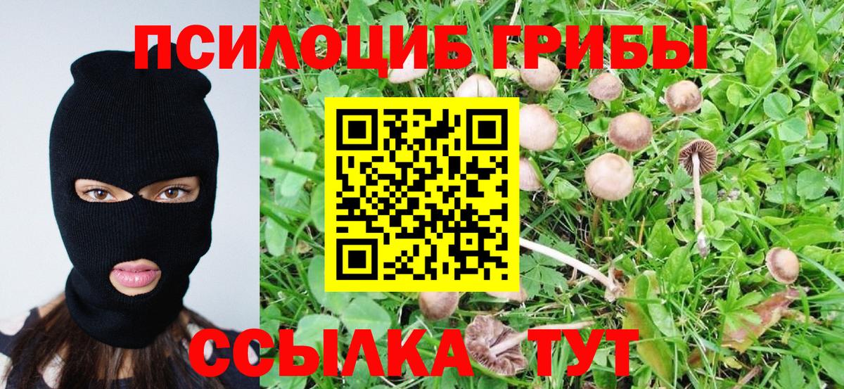 Осинники  Псилоцибиновые грибы Psilocybe  Псилоцибиновые грибы Psilocybe  Вход с VPN 